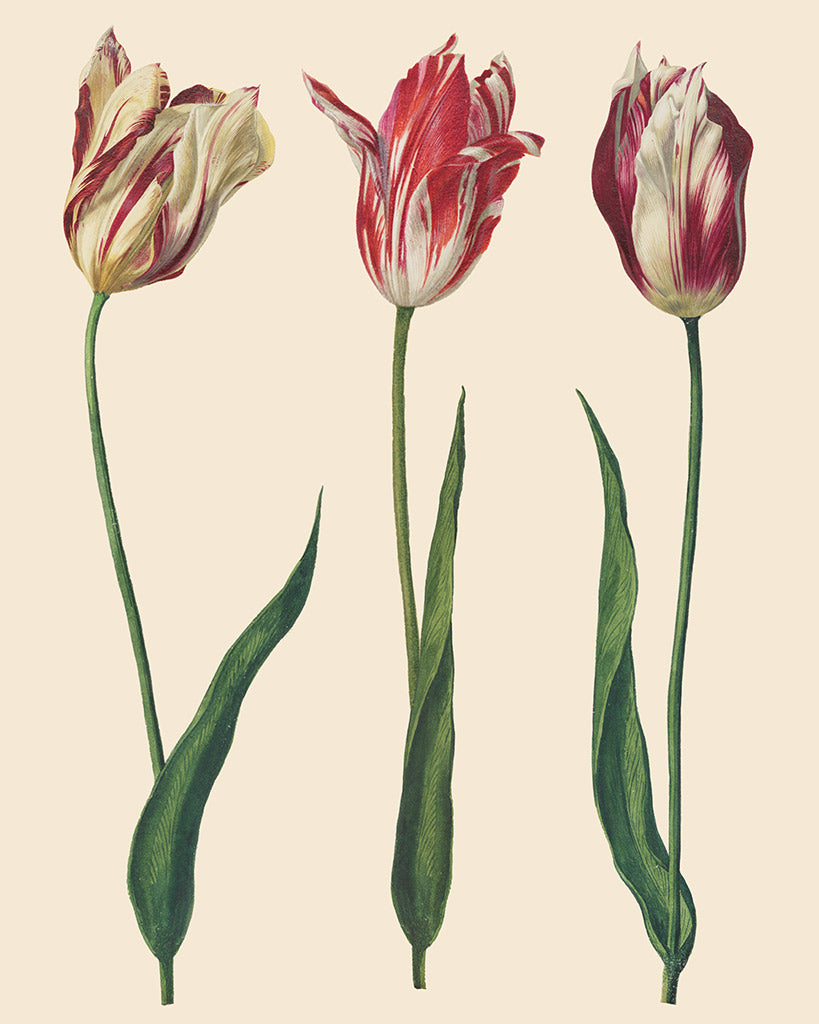 RHS Decoupage Paper Dutch Tulips Media 1 of 5